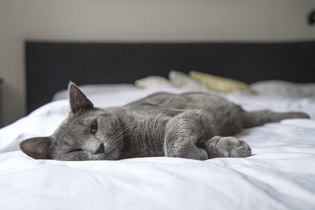 Mačka vyvalená na bielej posteli