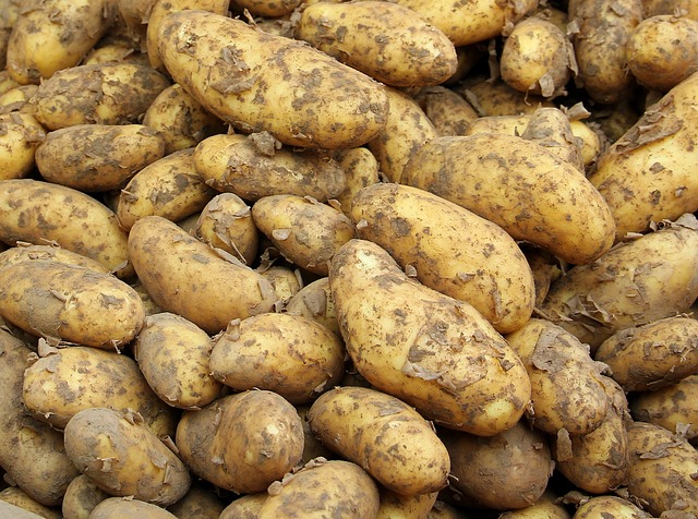 úroda zemiakov
